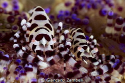 pair of coleman shrimps by Giancarlo Zambelli 